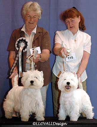 BestVetDogBitchWeb