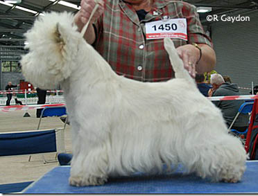 ChBellevueGoingDutchWithPryorvale