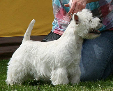 ChTerrawestieTintamarre_topwestie2010