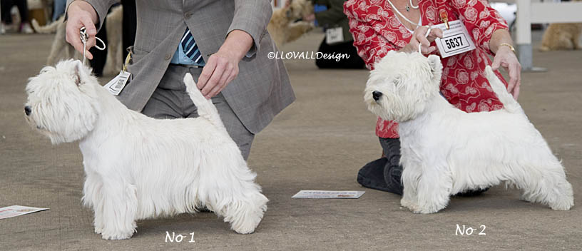 LimitDogNo1AndNo2Photo58