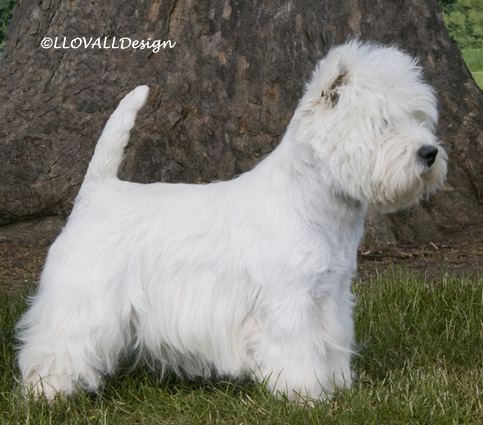 NewChAlboradoCenturion70