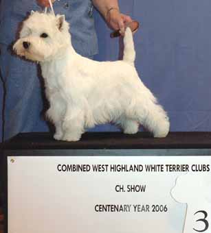 PostGradDogNo3Web02
