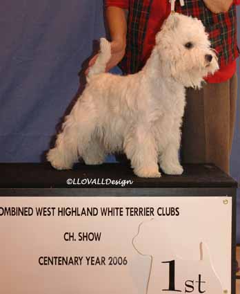 PuppyDogNo1Web