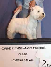VetDogNo2Web