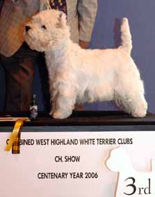 VeteranDogNo3Web