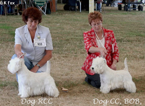 Dog CC and RCCBournemWeb