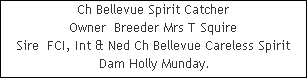 Ch Bellevue Spirit Catcher

















Owner  Breeder Mrs T Squire

















Sire  FCI, Int & Ned Ch Bellevue Careless Spirit











 Dam Holly Munday.