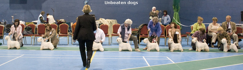 UnbeatendogsNo3