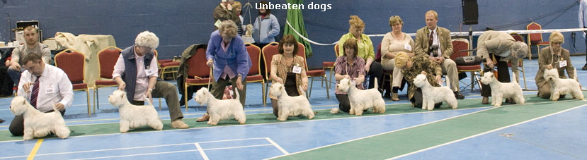 UnbeatendogsNo4