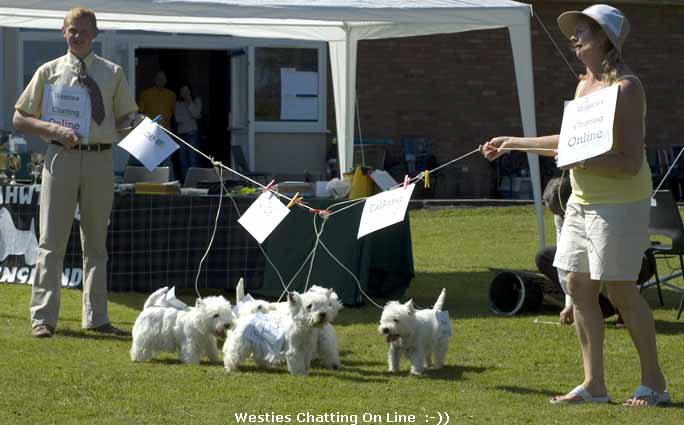 WestiesChattingOnLine