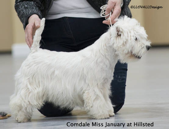 Comdale MissJanuary At Hillsted